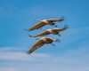 Wildlife photography of three Sandhill Cranes flying in close formation over Bosque del Apache in New Mexico