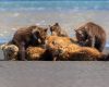 Wildlife photography of three brown bear cubs nursing on a beach in Hallo Bay in Katmai National Park