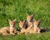 Wildlife photography of four adorable coyote pups lying green grass and warm sun near their den