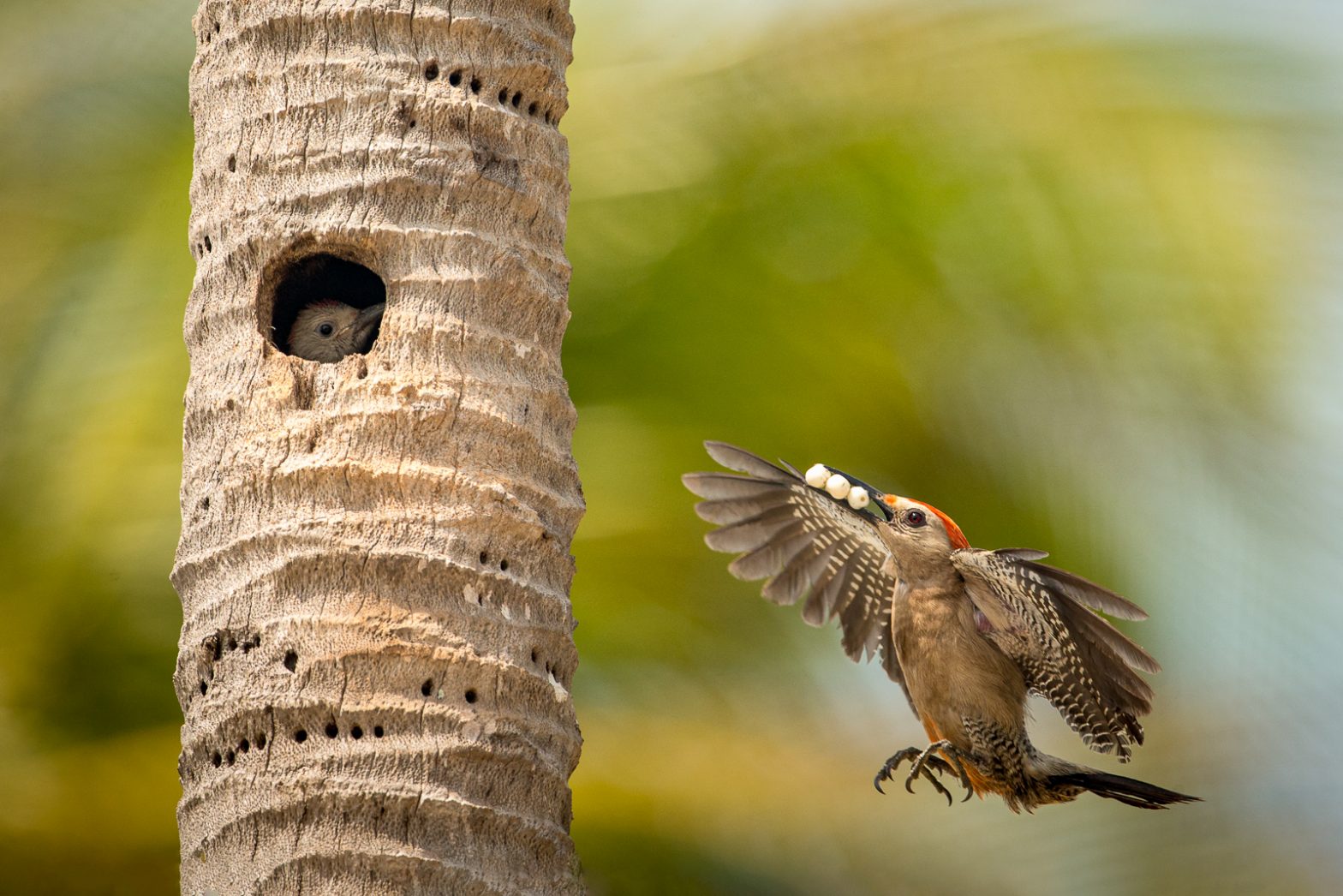 Wildlife photography of Gold-Fronted Woodpecker male bringing fruit to a chick in a cavity nest on Ambergris Caye in Belize