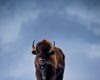 Wildlife photography of a Yellowstone National Park American Bison standing in snow with dark sky behind
