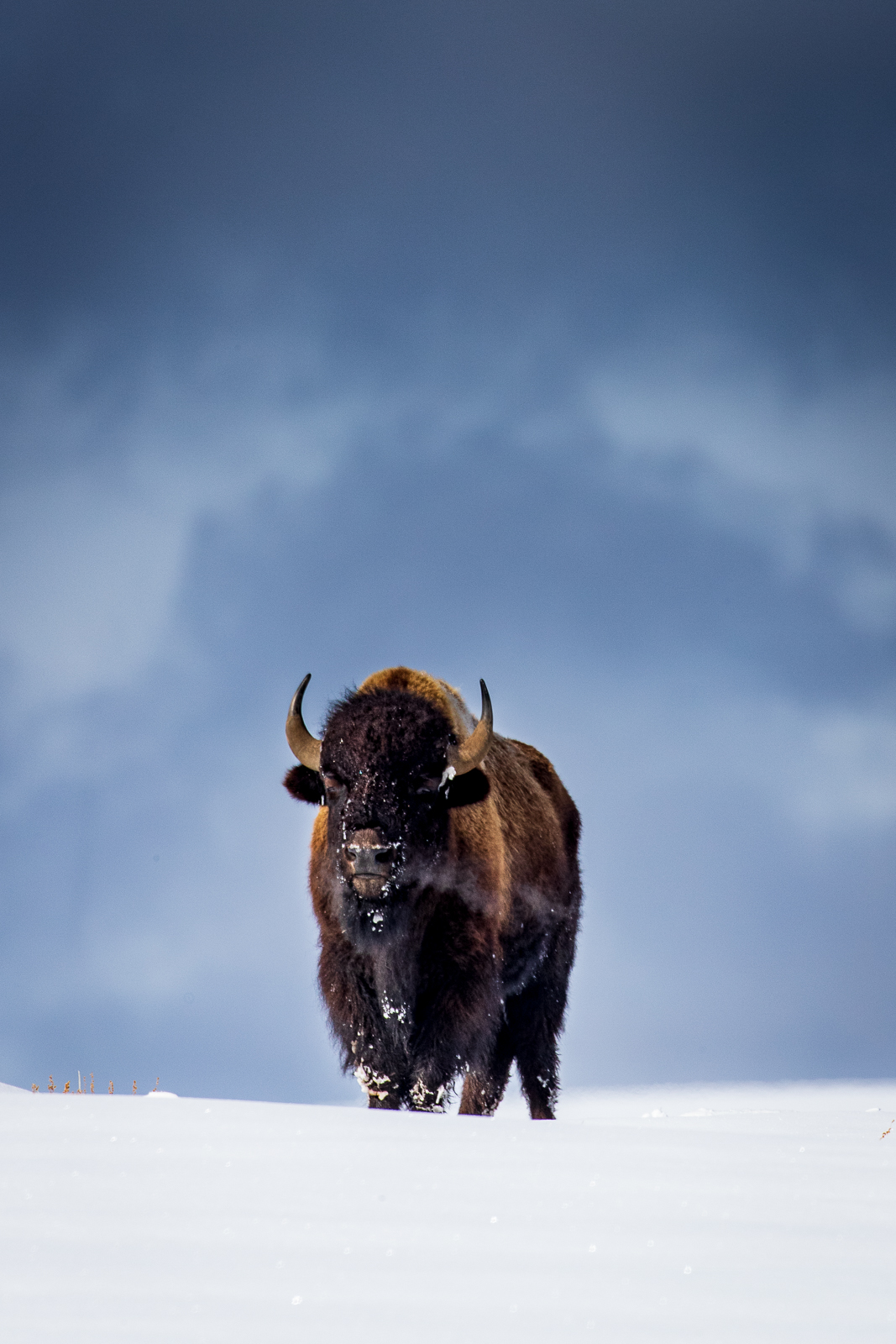 Wildlife photography of a Yellowstone National Park American Bison standing in snow with dark sky behind