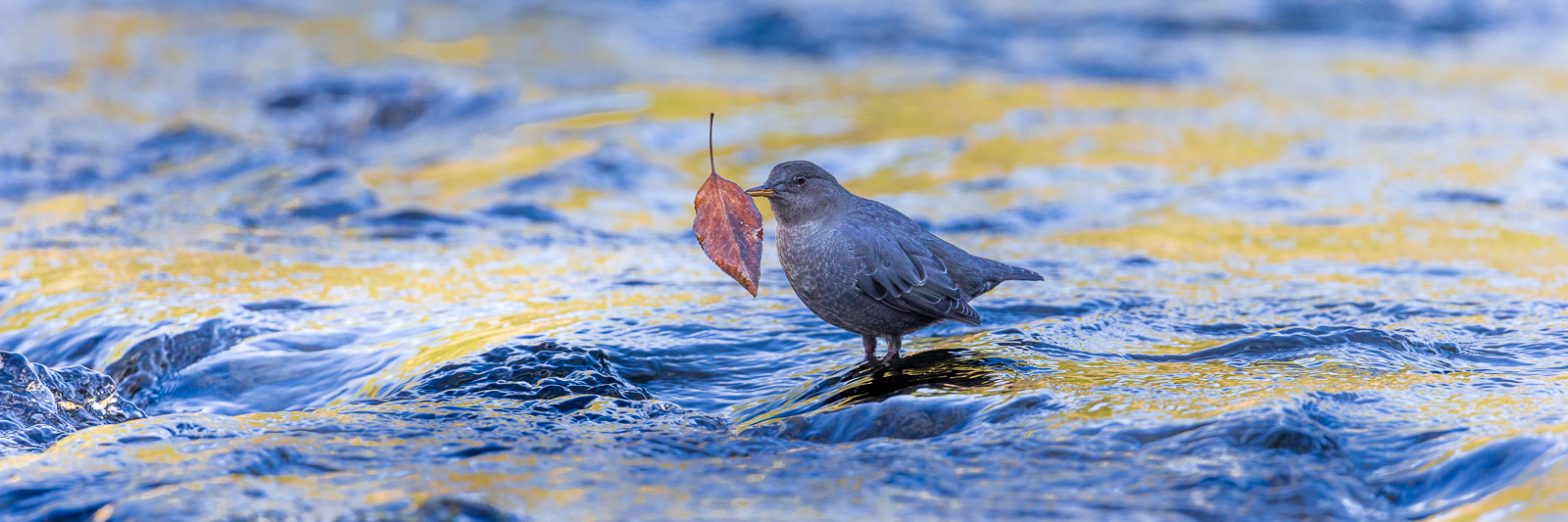 Wildlife photography of an American Dipper standing in water holding an autumn leaf in its beak