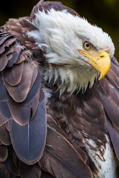 Wildlife photography of a Bald Eagle in dramatic pose preening its feathers