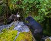 Wildlife photography of a Black Bear and a Bald Eagle encounter on a mossy boulder with forest behind