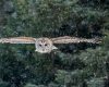 Wildlife photography of an oncoming Barred Owl flying in light snow with deep green forest behind