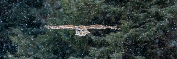 Wildlife photography of an oncoming Barred Owl flying in light snow with deep green forest behind