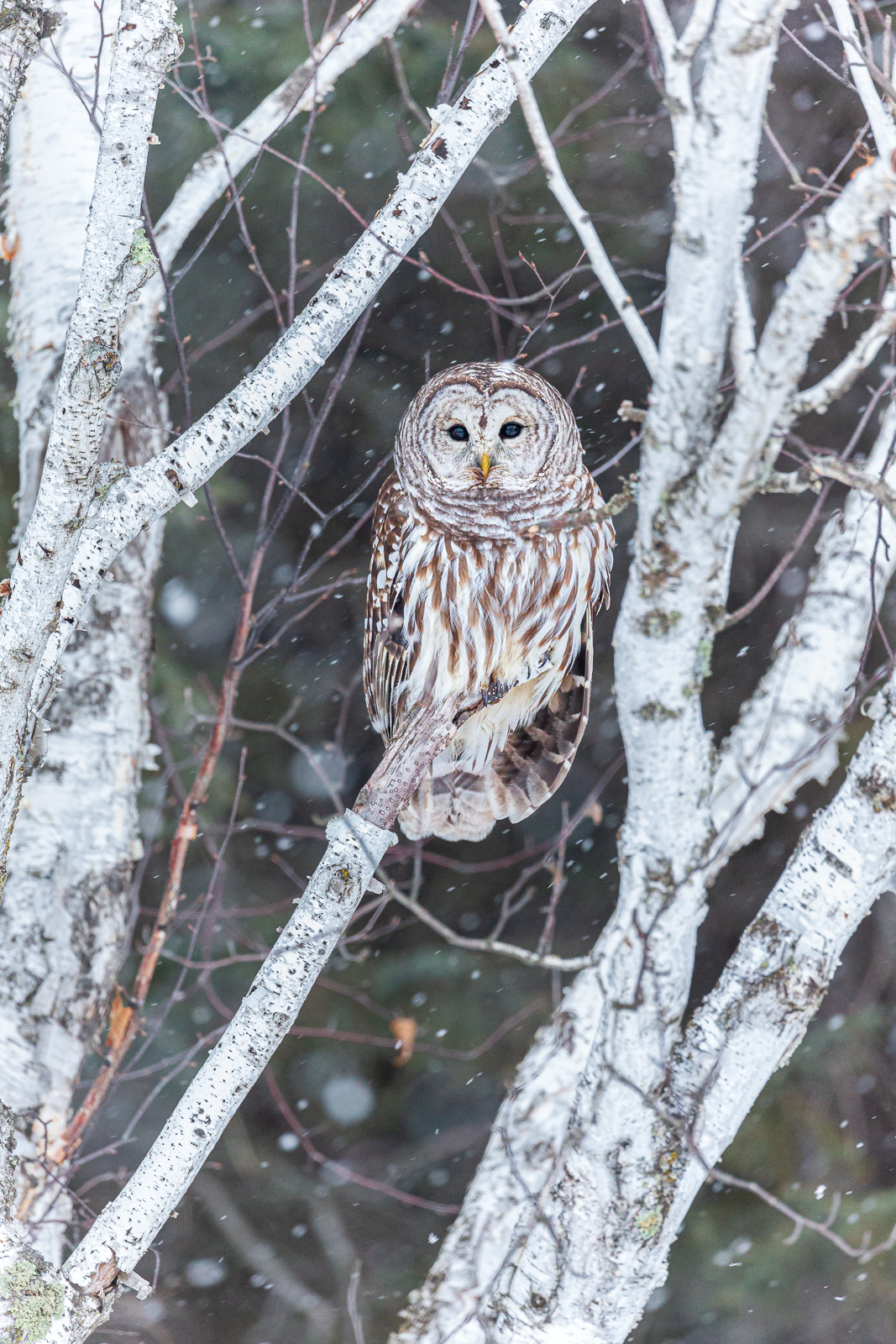 Wildlife photography of a Barred Owl perched in a birch tree in Minnesota snow