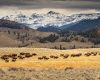 Wildlife photography of a herd of bison moving through sage and grass with mountainous background in Yellowstone National Park in Fall