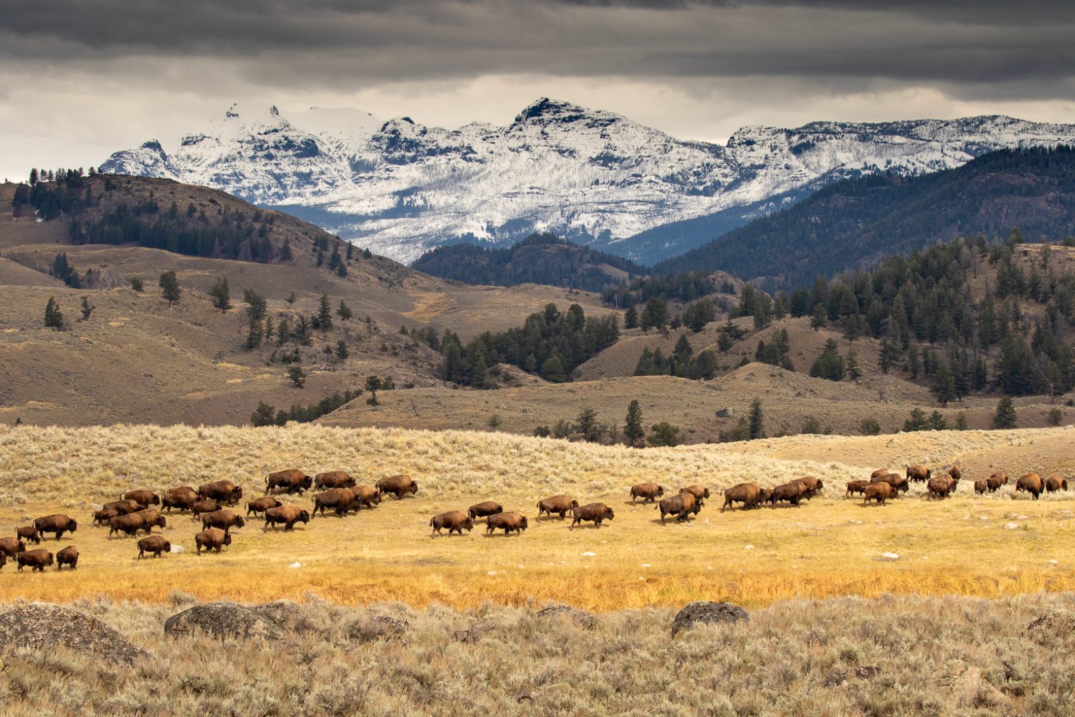 Wildlife photography of a herd of bison moving through sage and grass with mountainous background in Yellowstone National Park in Fall