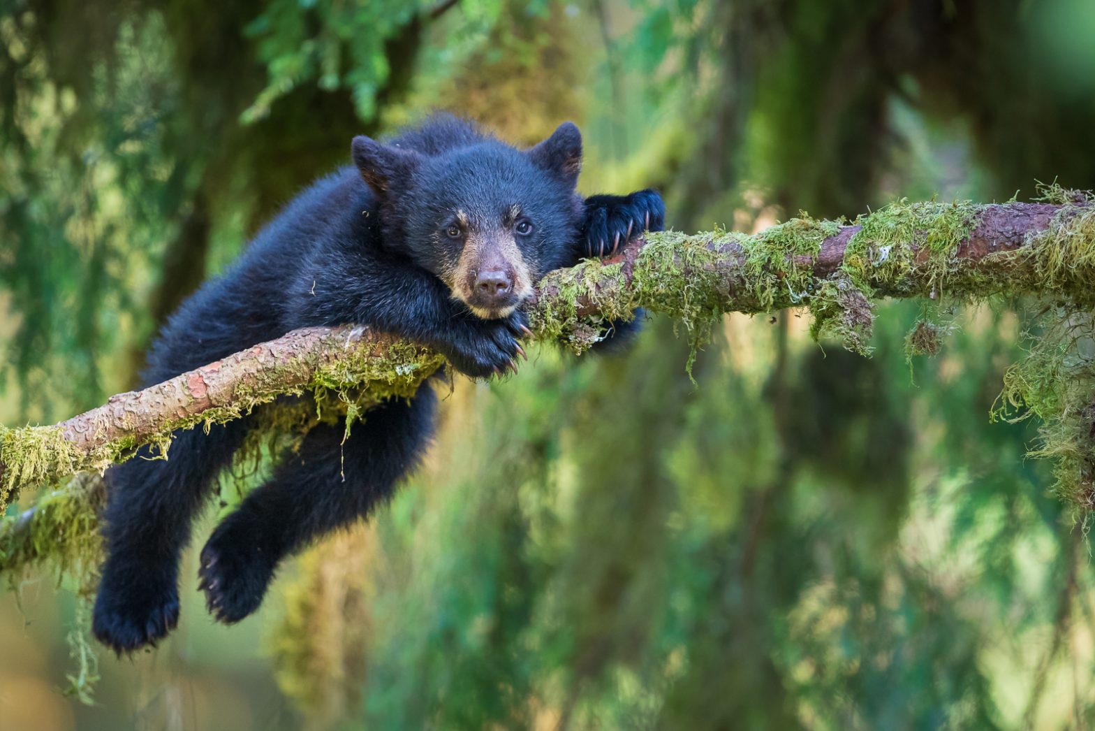 Wildlife photography of Black Bear cub resting in mossy branches of a tree in Alaska’s Anan Wildlife Observatory