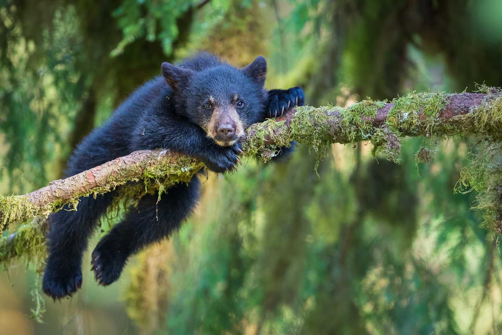 Buy Wildlife photography of Black Bear cub resting in mossy branches of