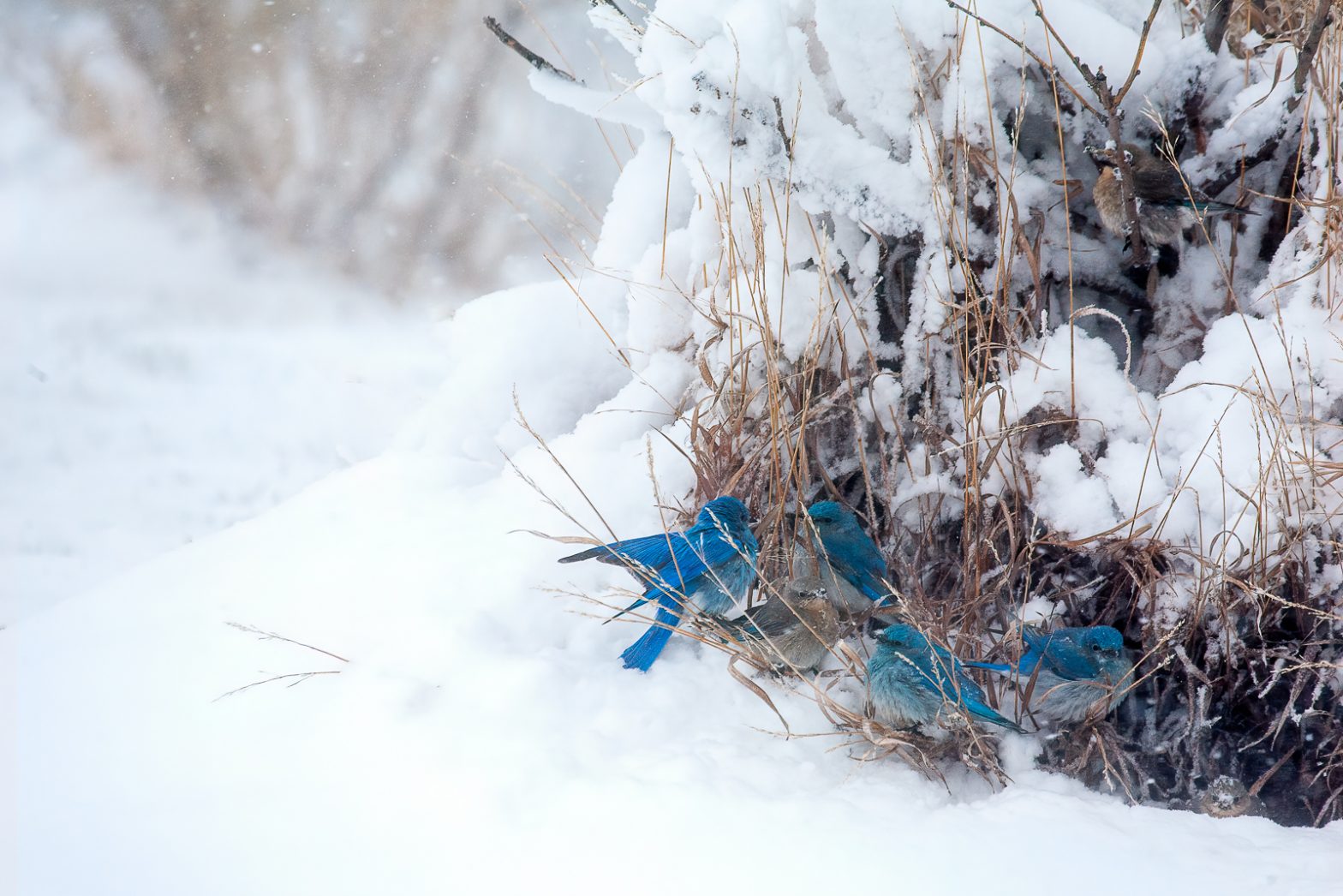 Wildlife photography of bluebirds sheltering from falling snow in a patch of tall grass in Wyoming