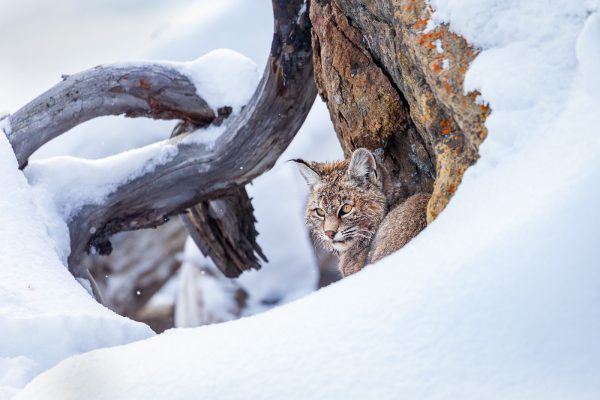 Wildlife photography of a bobcat concealing himself and waiting for a meal with feathers to float by on a nearby creek