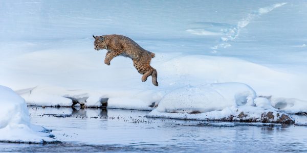 Wildlife photography of a bobcat leaping from the frozen bank of a frigid river to capture prey in Yellowstone National Park