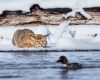 Wildlife photography of a bobcat readying itself at water’s edge to Spring on a duck swimming just out of range
