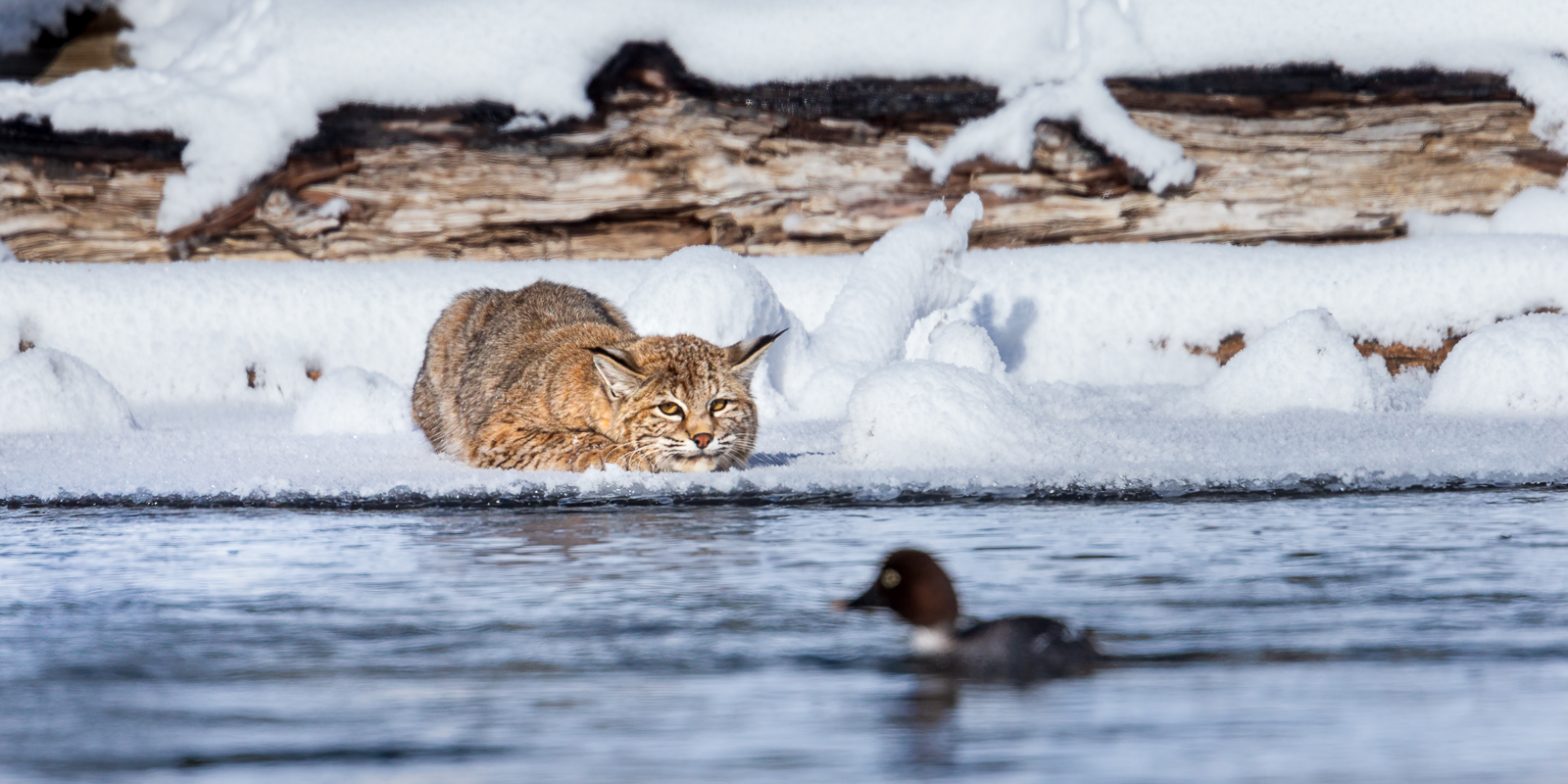 Wildlife photography of a bobcat readying itself at water’s edge to Spring on a duck swimming just out of range