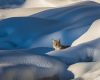 Wildlife photography of a Bobcat moving among pillowy snowdrifts in Yellowstone National Park