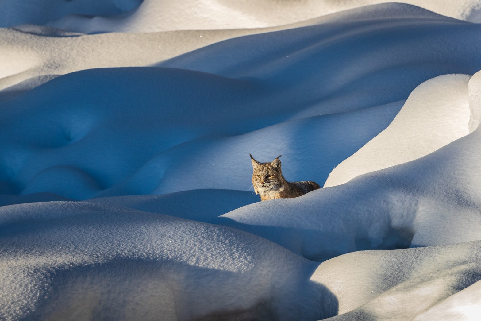 Wildlife photography of a Bobcat moving among pillowy snowdrifts in Yellowstone National Park
