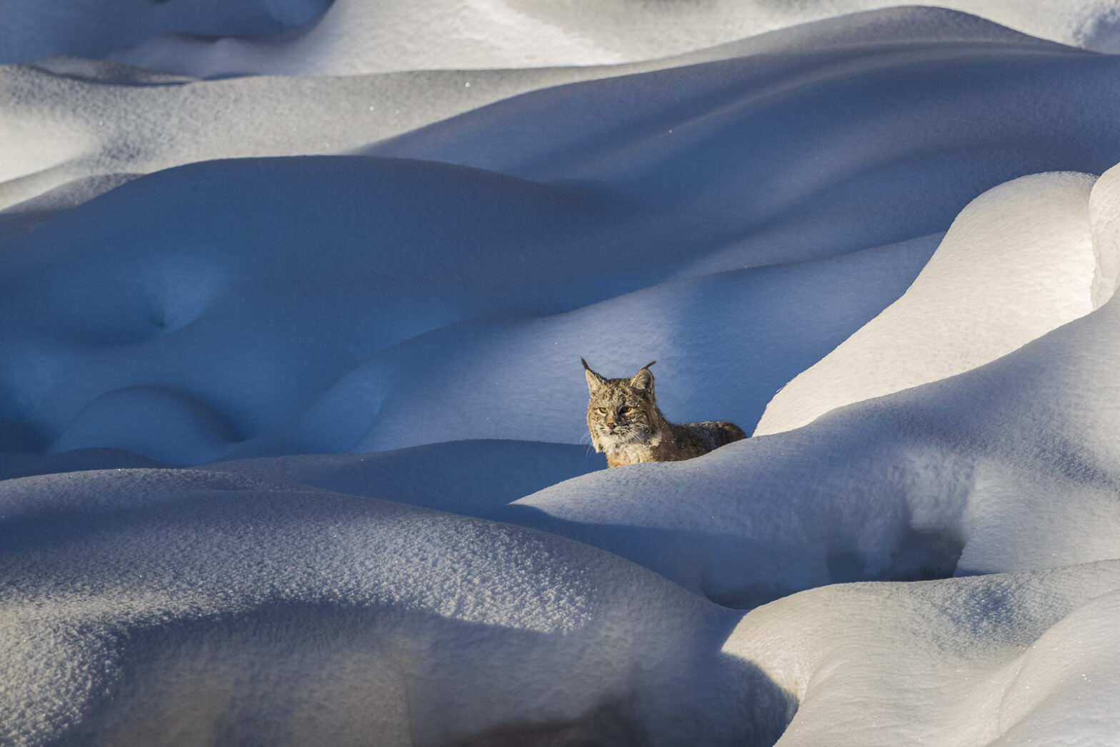 Wildlife photography of a Bobcat moving among pillowy snowdrifts in Yellowstone National Park