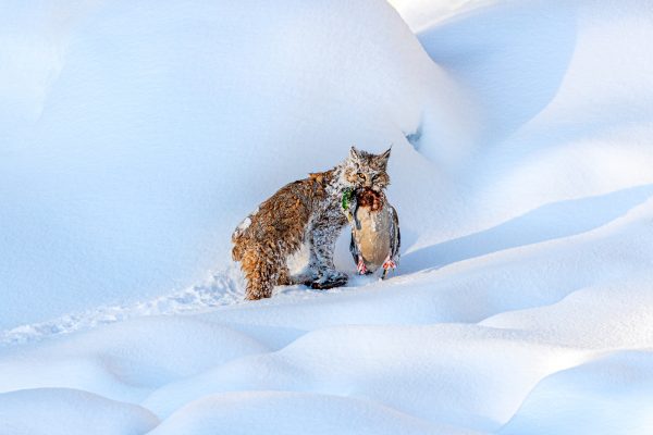 Wildlife photography of a bobcat with a mallard duck kill captured from the Madison River in Yellowstone National Park
