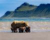 Wildlife photography of a mother Coastal Brown Bear and her three cubs on the shore of Hallo Bay in Alaska’s Katmai National Park