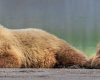 Wildlife photography of two Coastal Brown Bears napping on a beach in Hallo Bay in Alaska’s Katmai National Park