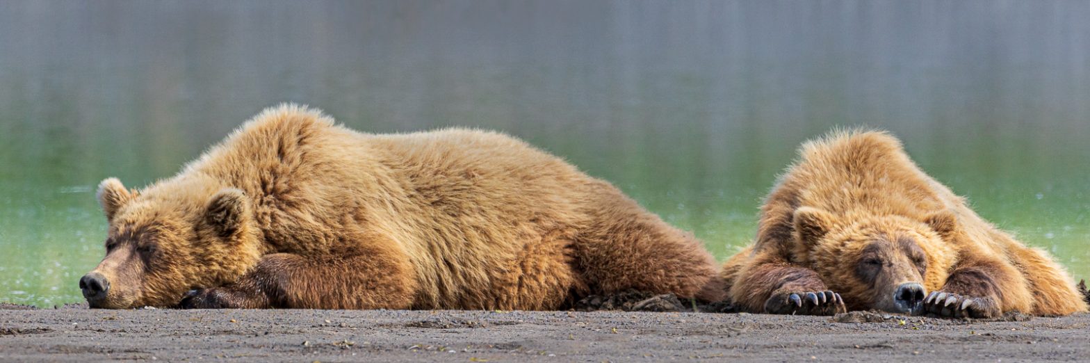 Wildlife photography of two Coastal Brown Bears napping on a beach in Hallo Bay in Alaska’s Katmai National Park