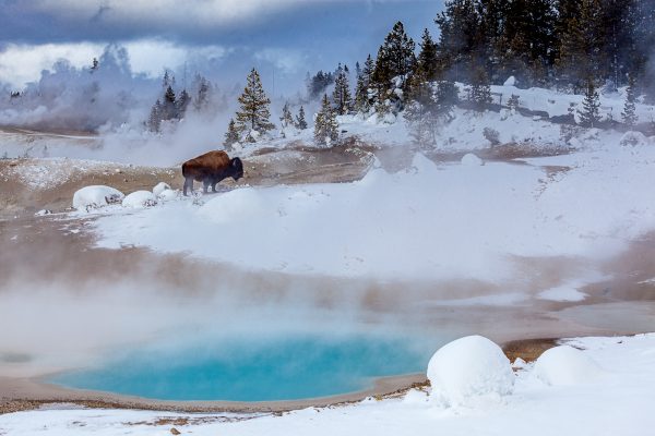 Wildlife photography of a bull bison and blue hot spring in Winter with fog, snow and trees