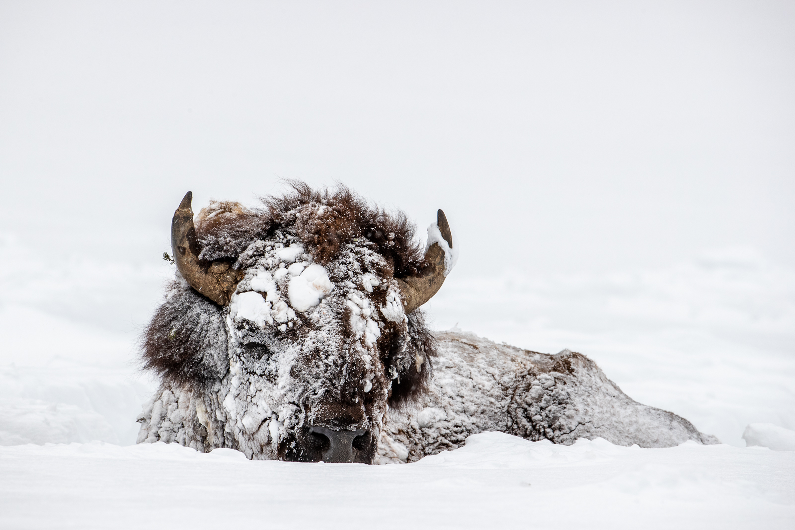 Buy Wildlife photography of a bull bison enduring blizzard conditions ...