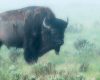 Wildlife photography of an American Bison Bull in early morning fog in Yellowstone National Park’s Hayden Valley