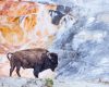 Wildlife photography of a bull American Bison standing against richly colored travertine deposits in Yellowstone National Park