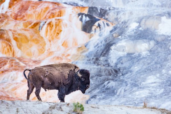 Wildlife photography of a bull American Bison standing against richly colored travertine deposits in Yellowstone National Park