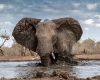 Wildlife photography of a bull African Elephant cooling at a water hole in Mashatu Bush Camp in Botswana