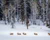 Wildlife photography of a small bachelor herd of bull elk moving through Winter forest in the Lamar Valley of Yellowstone National Park