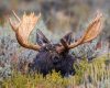 Wildlife photography of head and antlers a bull moose with yellows leaves, after a fall rain shower in Grand Teton National Park
