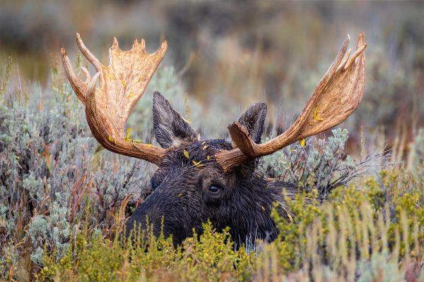 Wildlife photography of head and antlers a bull moose with yellows leaves, after a fall rain shower in Grand Teton National Park