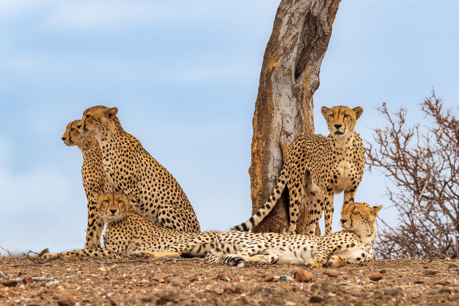 Wildlife photography of a mother Cheetah and four near-adult cubs resting on the savannah