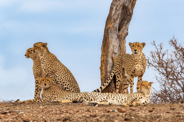 Wildlife photography of a mother Cheetah and four near-adult cubs resting on the savannah