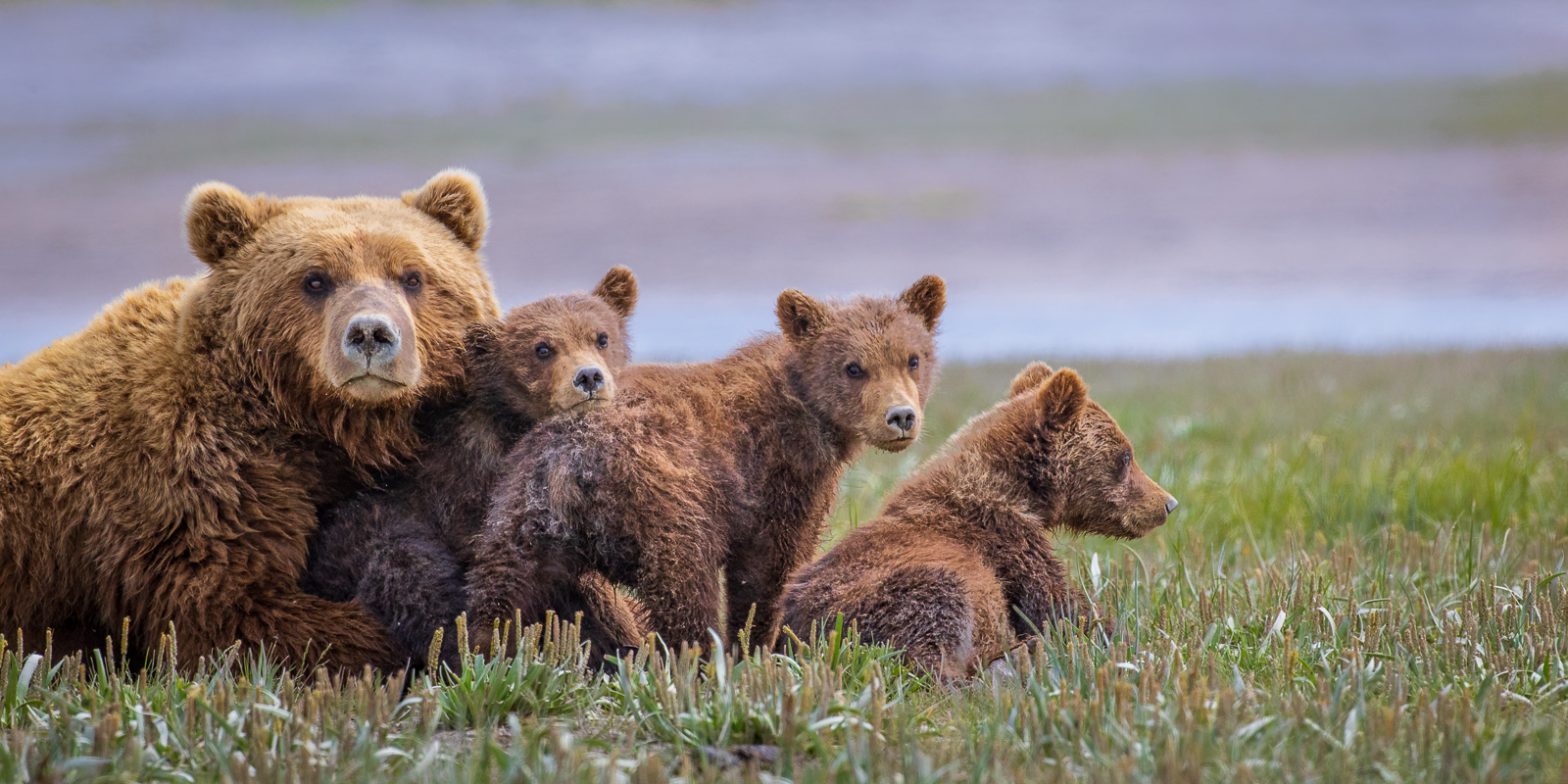 Wildlife photography of a mother Coastal Brown Bear and her three cubs in Katmai National Park in Alaska