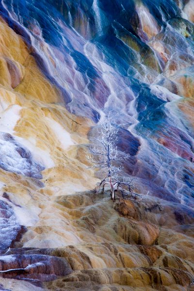 Wilderness landscape photography of colorful travertine deposits surrounding a dead pine tree at Palette Spring in Yellowstone National Park