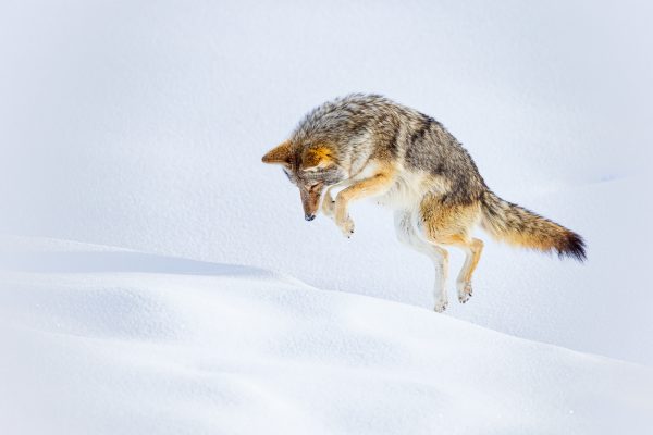 Wildlife photography of a coyote diving into deep Winter snow in Yellowstone National Park after hearing unseen prey beneath
