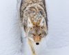 Wildlife Photography of a coyote moving through a gap between snow drifts in Yellowstone National Park