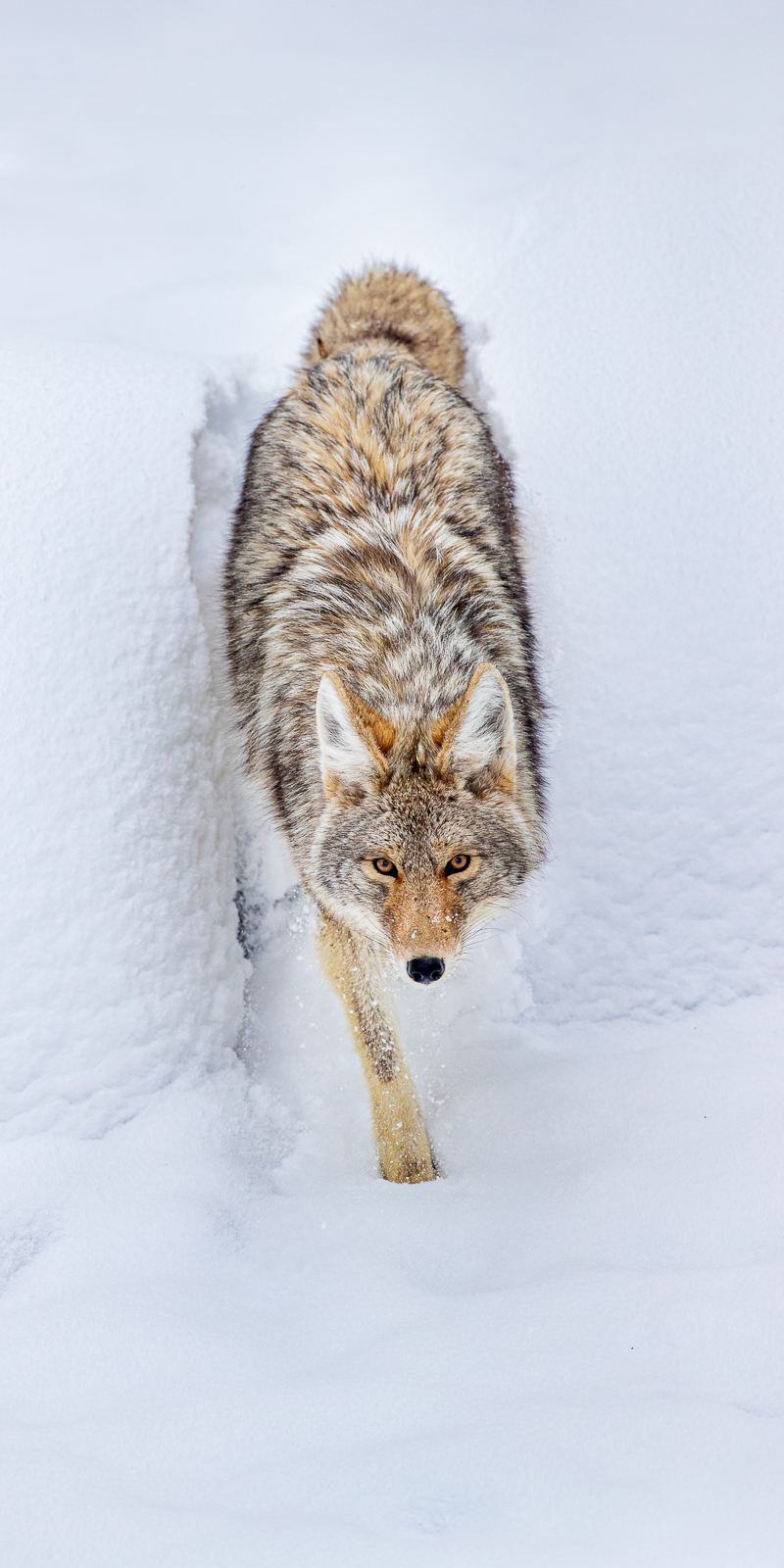 Wildlife Photography of a coyote moving through a gap between snow drifts in Yellowstone National Park