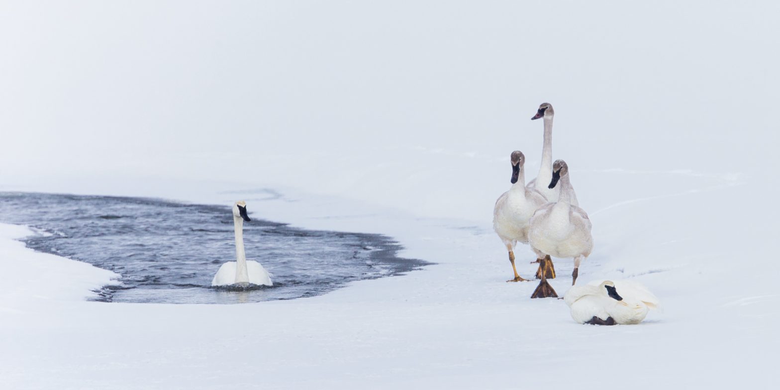 Wildlife photography of five Trumpeter Swans on the frozen banks of the Yellowstone River in Winter