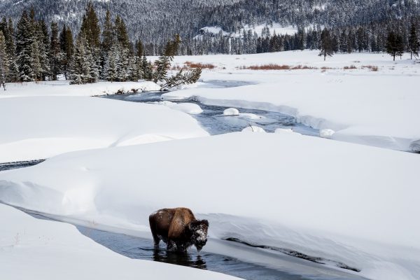 Wildlife photography of a frosty bull bison walking slowly in a shallow creek to avoid deep snow