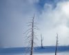 Wilderness landscape photography of frozen Bobby Sox Trees in snow in the heart of Winter in Yellowstone National Park