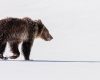 Wildlife photography of a Juvenile Grizzly Bear walking through Winter-like snow in late Spring