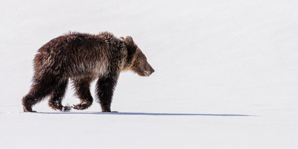 Wildlife photography of a Juvenile Grizzly Bear walking through Winter-like snow in late Spring