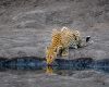 Wildlife photography of a Leopard with reflection drinking from a watering hole in Zimbabwe’s Hwange National Park
